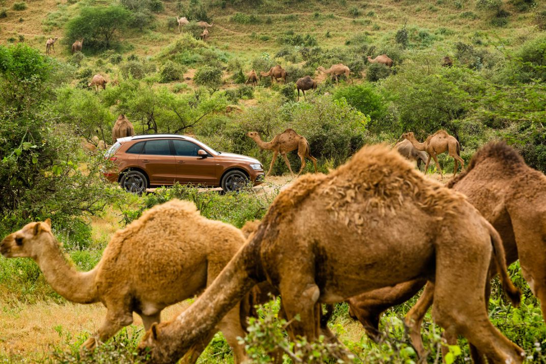 Audi Q5 surrounded by camels grazing in the hills above Salalah