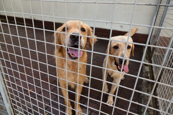 Phillip and Leon, two dogs up for adoption at K9 friends in Dubai