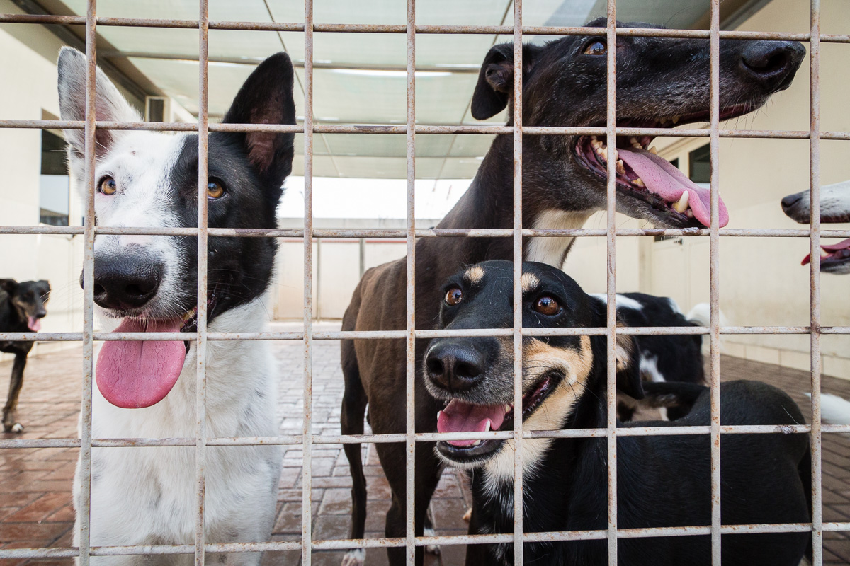 Dogs at the K9 Friends animal shelter in Dubai
